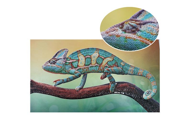 relief caméléon